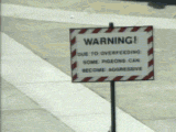 20070204143238-pajarocs4.gif